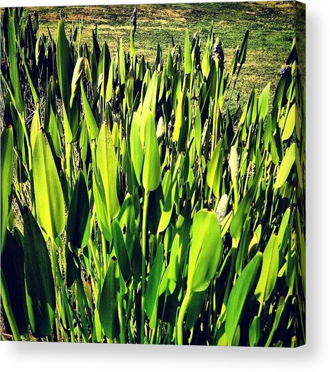 Plants Acrylic Print featuring the photograph Spears by Nic Squirrell