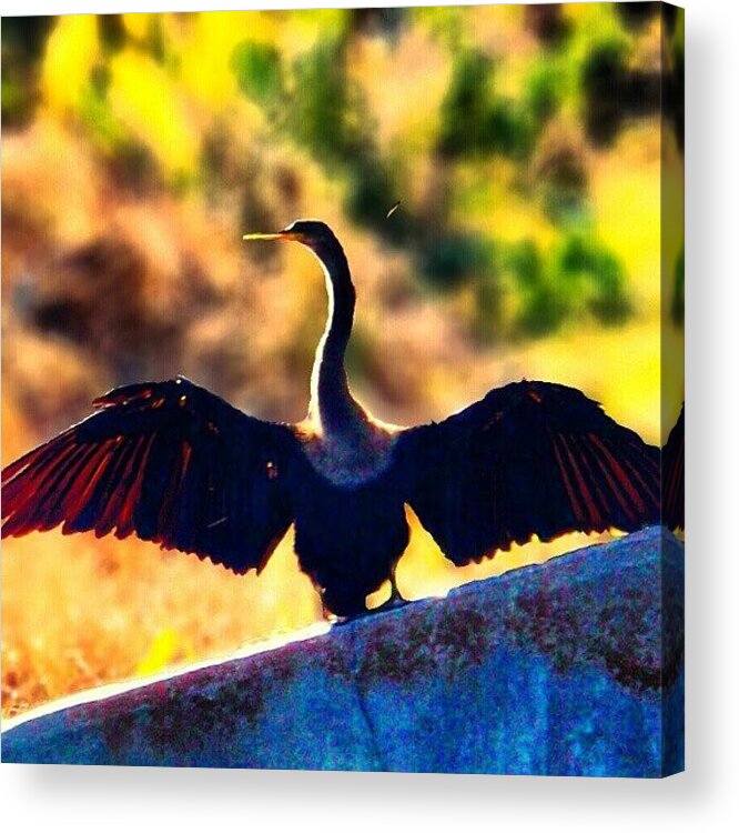 Tagstagramers Acrylic Print featuring the photograph Spread Your Wings And Prepare To Fly by Melissa Fleming