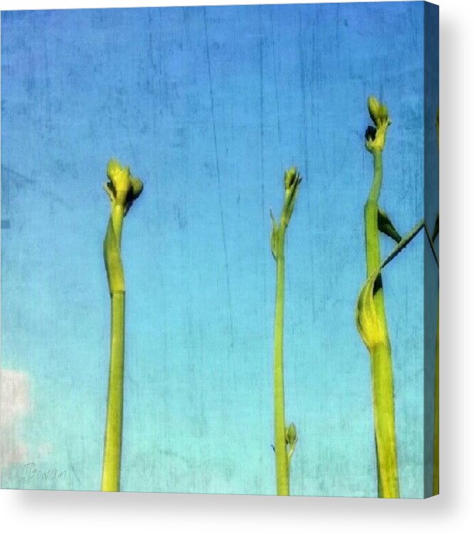 Clearsky Acrylic Print featuring the photograph #stems #stem #lily #buds #bud #tall by Jess Gowan