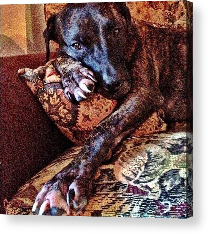  Acrylic Print featuring the photograph Straight Chillin Dawg by DCat Images