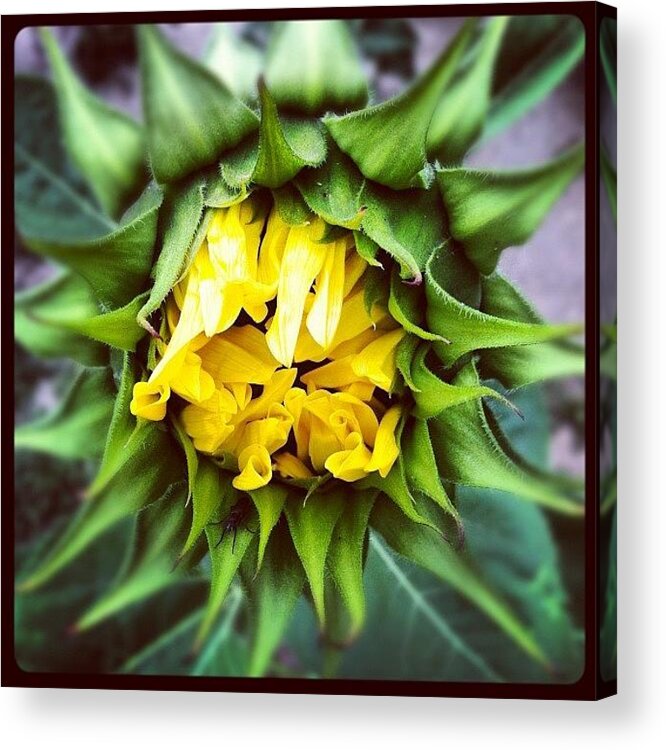 Sunflower Acrylic Print featuring the photograph Stuck In The Middle by Gwyn Newcombe