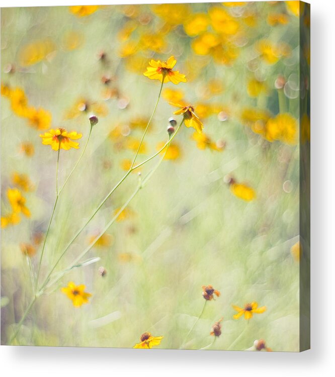 Wildflowers Acrylic Print featuring the photograph Summer Invitation by Joel Olives
