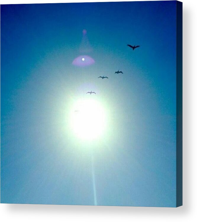 Summer Acrylic Print featuring the photograph #sun #bird #100likes #instagram by Robin O