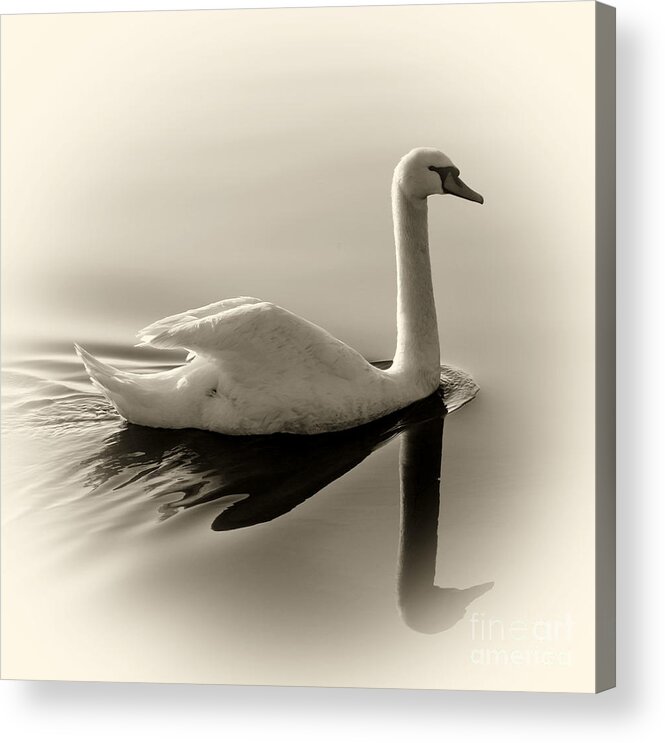 Nature Acrylic Print featuring the photograph Swan by James Yang