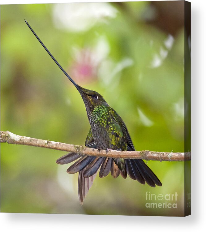 Animal Acrylic Print featuring the photograph Sword-billed Hummingbird by Jean-Luc Baron