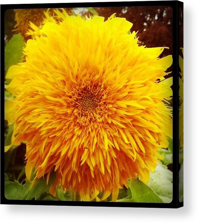 Flower Acrylic Print featuring the photograph Taken At The Toledo Zoo by Mary Rose