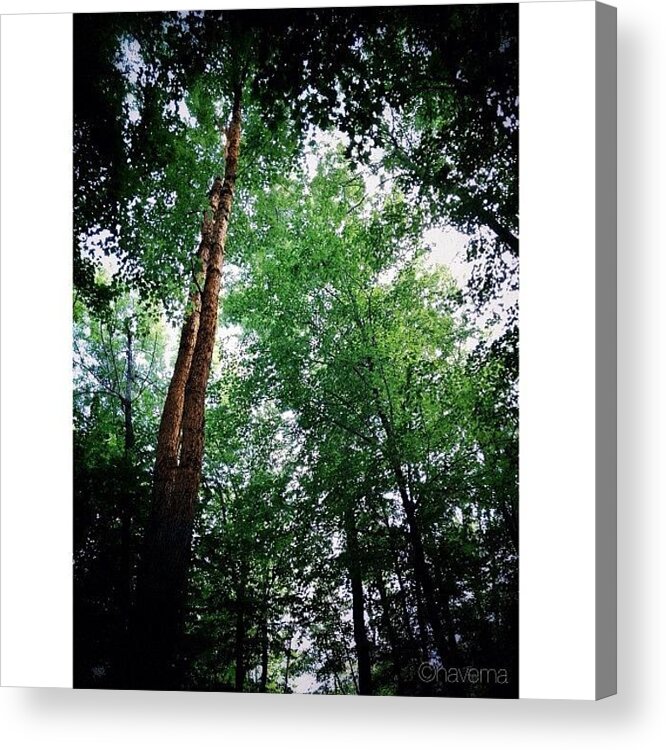 Teamrebel Acrylic Print featuring the photograph Tall Trees by Natasha Marco