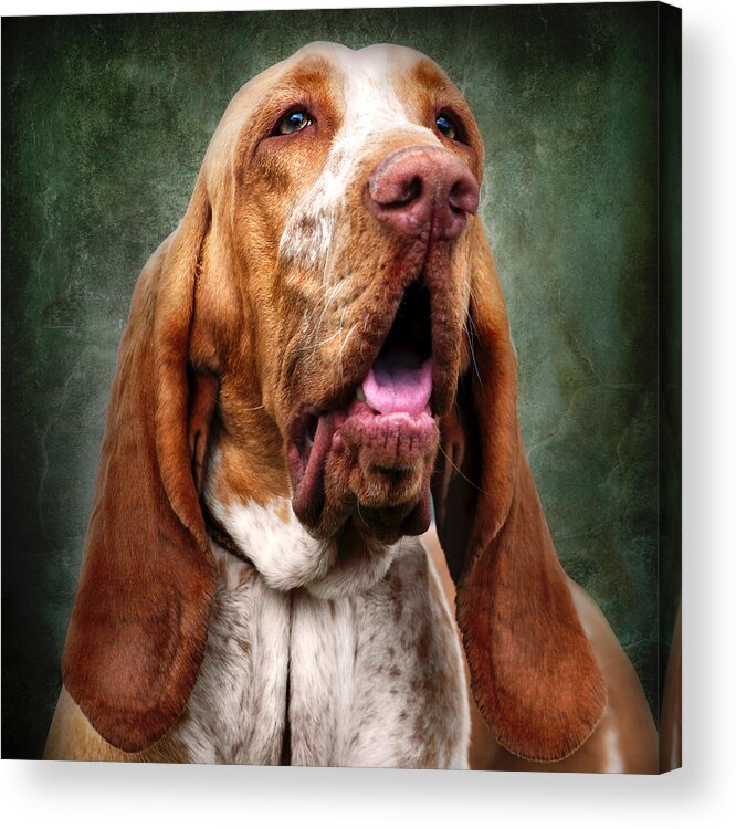 Tan Acrylic Print featuring the photograph Tan Hound Dog with Long Ears by Ethiriel Photography
