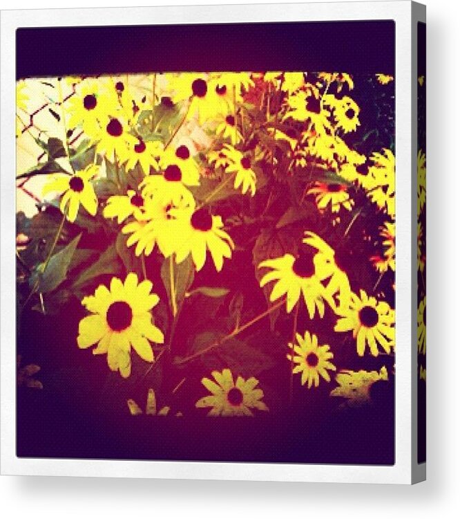  Acrylic Print featuring the photograph The Beauty Of Sun, The Power Of Petals by Grace Rowed