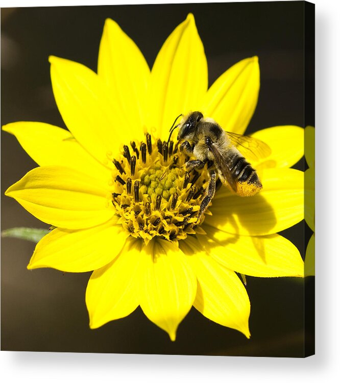 Bee Acrylic Print featuring the photograph The Gatherer by Carrie Cranwill