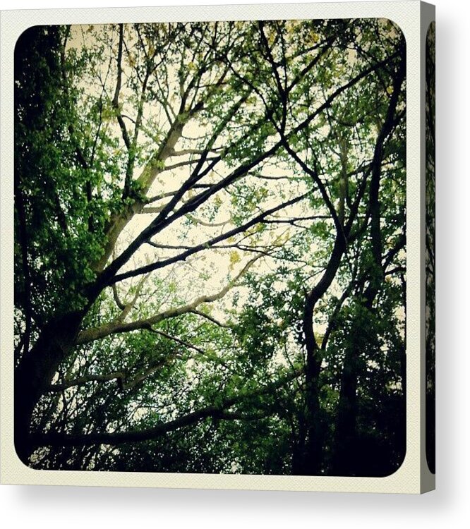 Instagram Acrylic Print featuring the photograph The Planet's Lungs #trees #british by Pete Carr