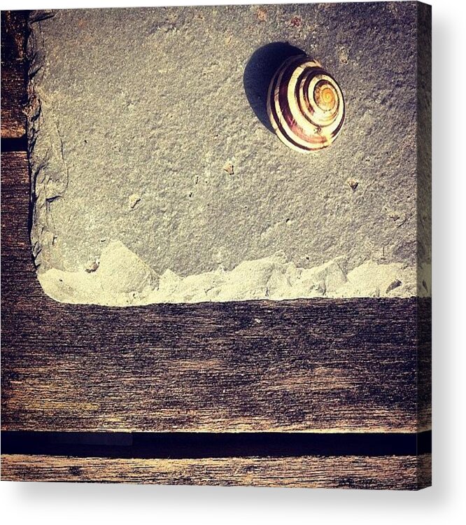 Snail Acrylic Print featuring the photograph The Snail by Nic Squirrell