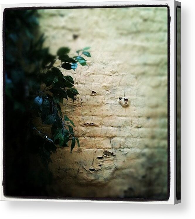 Wall Acrylic Print featuring the photograph The Wall by Fern Fiddlehead