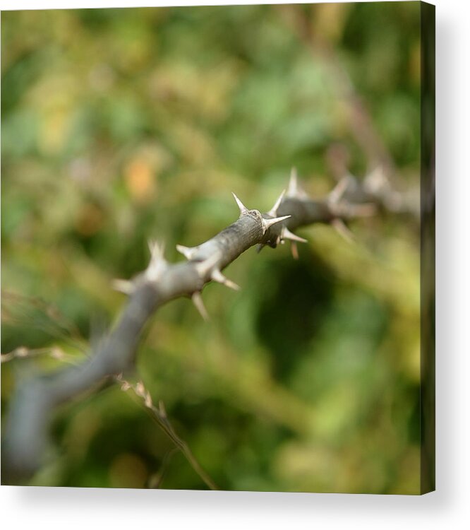 Thorny Acrylic Print featuring the photograph Thorny by Lisa Phillips