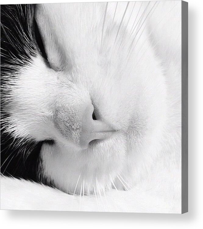 Cats Acrylic Print featuring the photograph Tier Sleeping by Rachel Williams