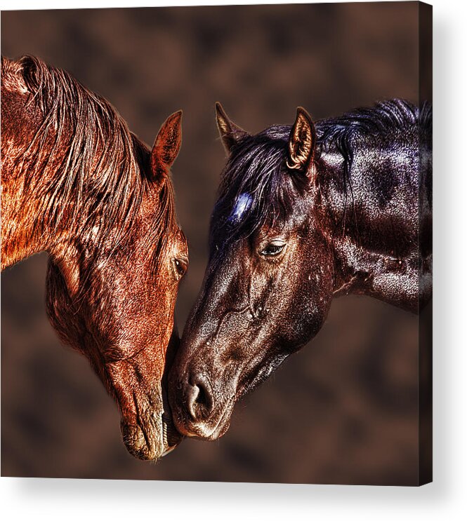 Horse Acrylic Print featuring the photograph Touched by Gene Praag