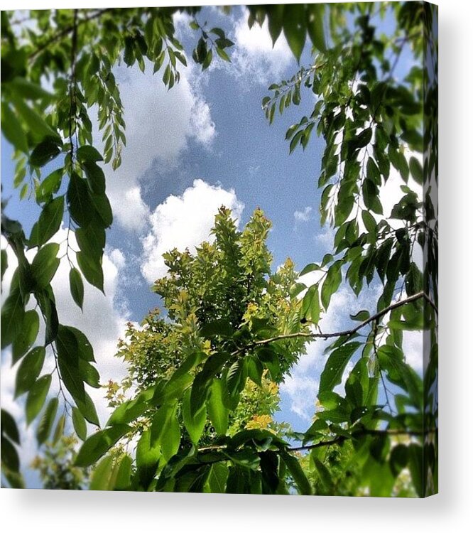 Blue Acrylic Print featuring the photograph #tree #sunset #frame #leaves #maple by Amber Flowers