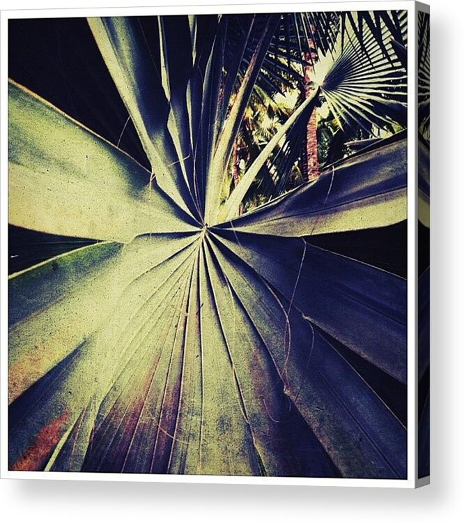 Navema Acrylic Print featuring the photograph Tropical Leaf by Natasha Marco