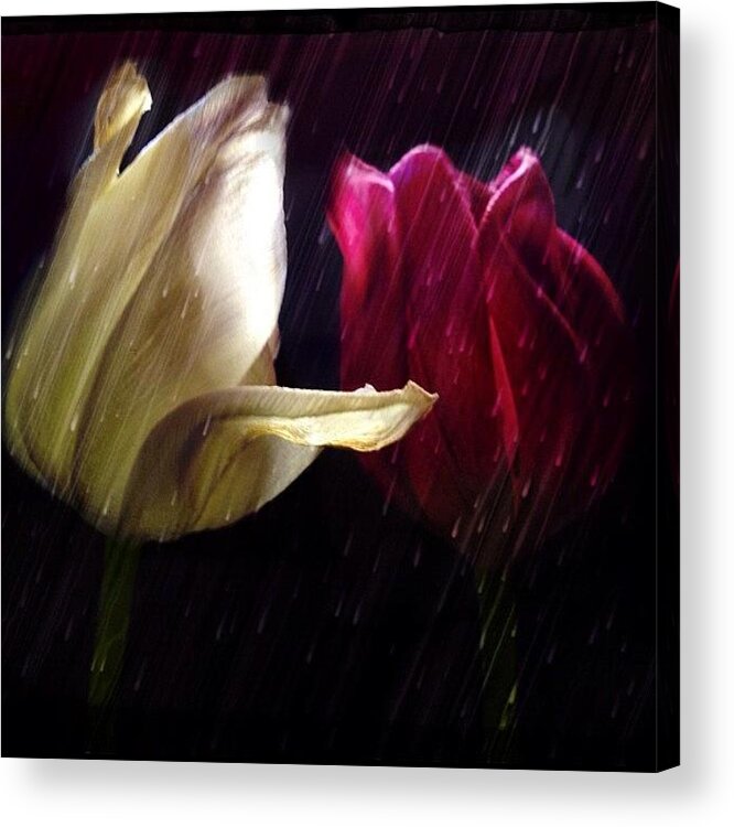 Photograph Acrylic Print featuring the photograph Tulips In The Rain by Paul Cutright