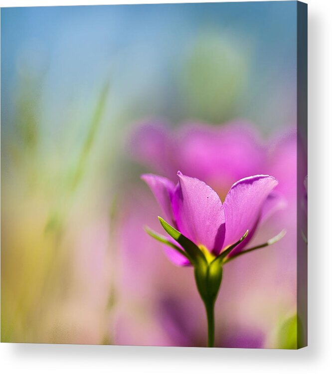 Floral Acrylic Print featuring the pyrography Untitled Colors by Joel Olives