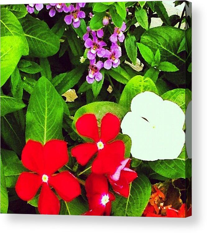 Beautiful Acrylic Print featuring the photograph Variety in Bloom by Susan McGurl