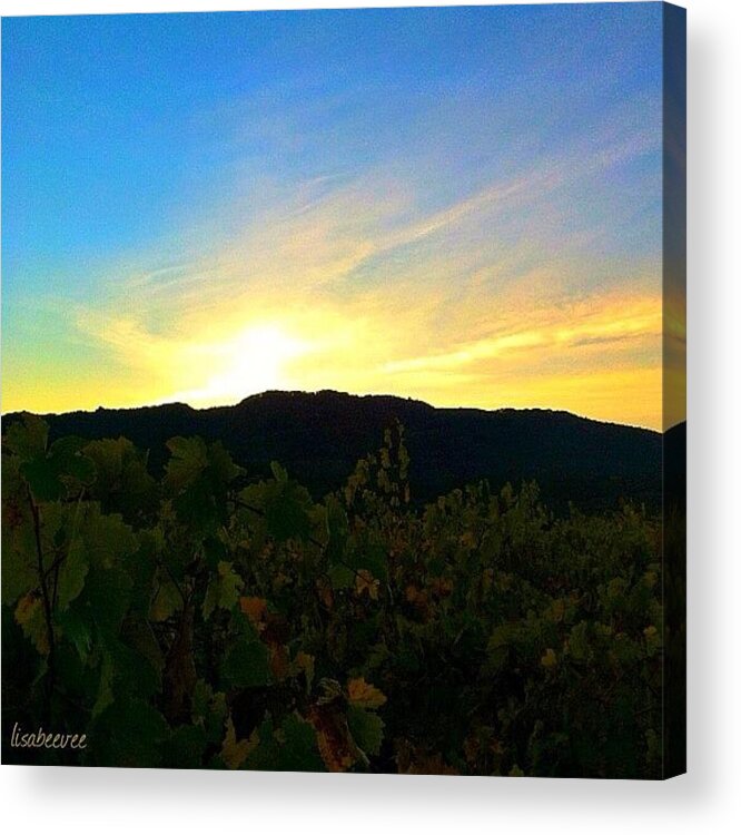  Acrylic Print featuring the photograph Vineyard At Sunset - Sonoma Valley by Lisa Viator