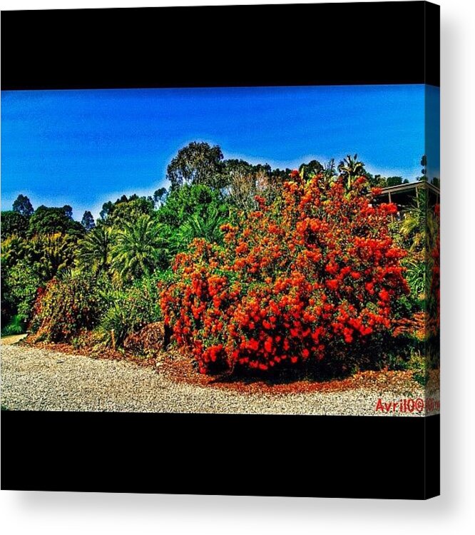  Acrylic Print featuring the photograph Vivid Colours Of Winter by Avril O