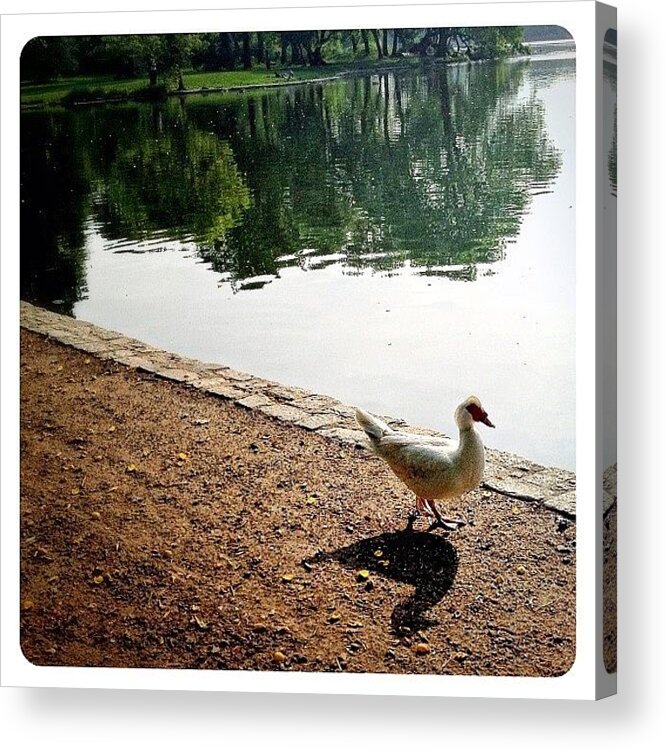 Mobilephotography Acrylic Print featuring the photograph Waddle By The Water by Natasha Marco