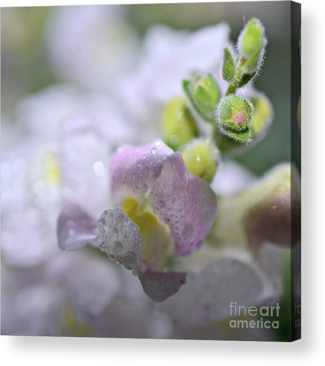 Water Droplet Snapdragon Print Acrylic Print featuring the photograph Water Droplet Snapdragon by Lila Fisher-Wenzel