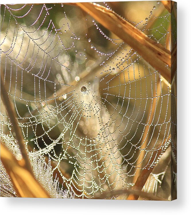 Web Acrylic Print featuring the photograph Web of Jewels by Penny Meyers