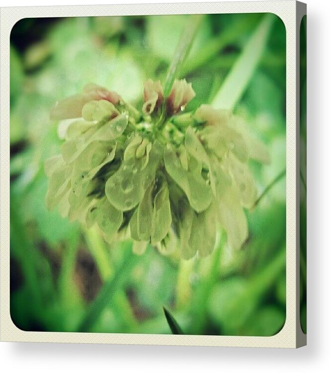 Clover Acrylic Print featuring the photograph Wet Clover Flower by Vicki Field