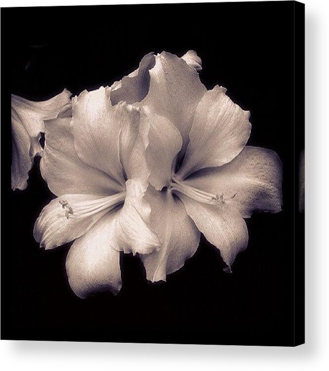 Flower Acrylic Print featuring the photograph White Asiatic Lily by Penni D'Aulerio