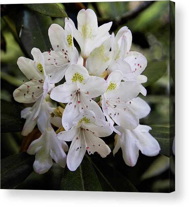 Nature Acrylic Print featuring the photograph White Rhododendron by Michael Friedman