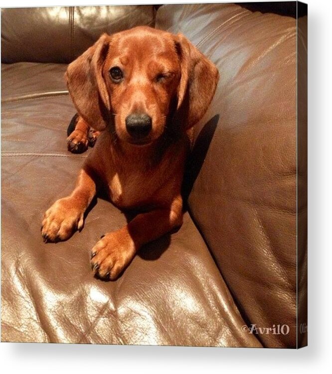 Beautiful Acrylic Print featuring the photograph Wink Wink!!! 😉😉 #puppy by Avril O