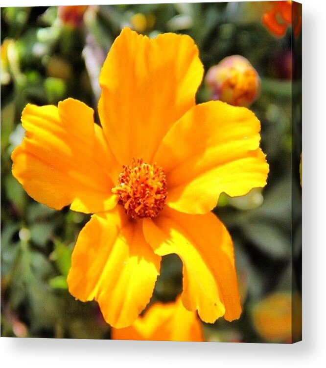  Acrylic Print featuring the photograph Yellow Flower by Luisa Azzolini