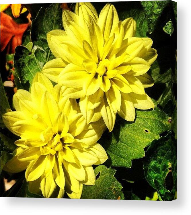 Beautiful Acrylic Print featuring the photograph #yellow #flower #petals #closeup by Katie Williams