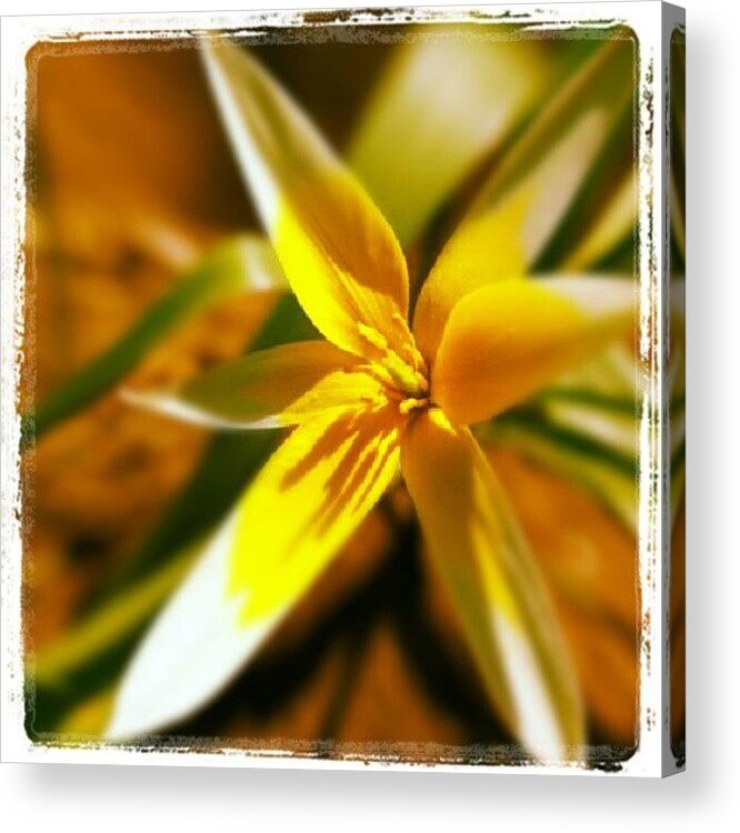 Flower Acrylic Print featuring the photograph #yellow #flower by Sikena Khadija