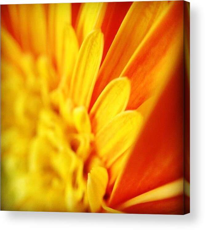 Photojojomacro Acrylic Print featuring the photograph Yellow Hope Of Days To Come by Christopher Campbell