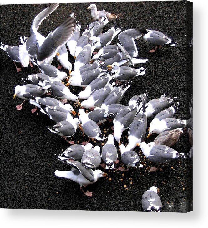 Seagulls Acrylic Print featuring the photograph Zealous Seagulls by Will Borden
