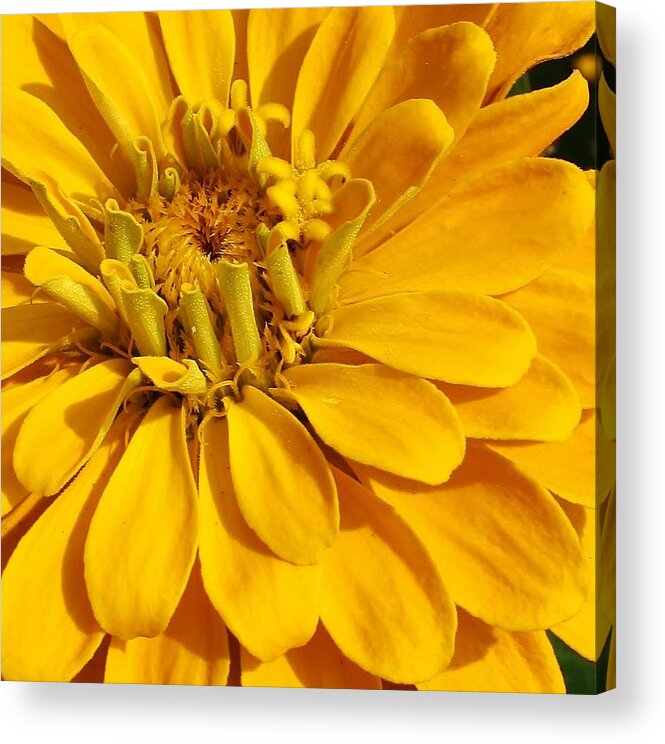 Flora Acrylic Print featuring the photograph Zinnia Close Up by Bruce Bley