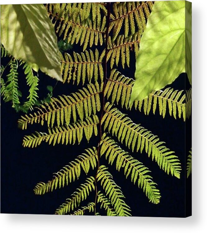 Jogjagreen Acrylic Print featuring the photograph ~ Seep The Leaves. Breeze The Green by Loly Lucious
