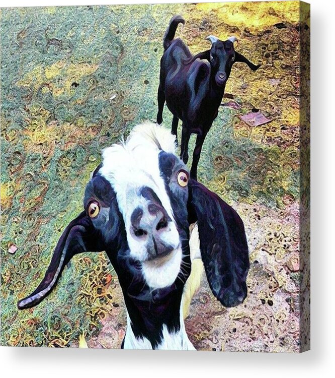 Nature_seekers Acrylic Print featuring the photograph 😂 Still Love This One #goat by Kazan Durante