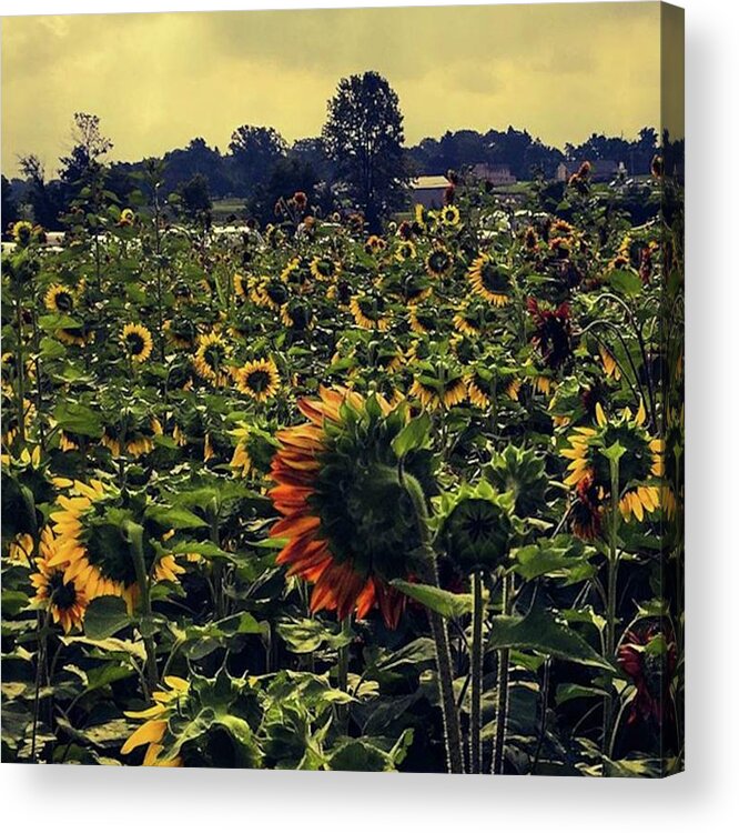 Ourdailyearth Acrylic Print featuring the photograph 08-26-18
-
-
-
sanborn, New York by Mel Porter