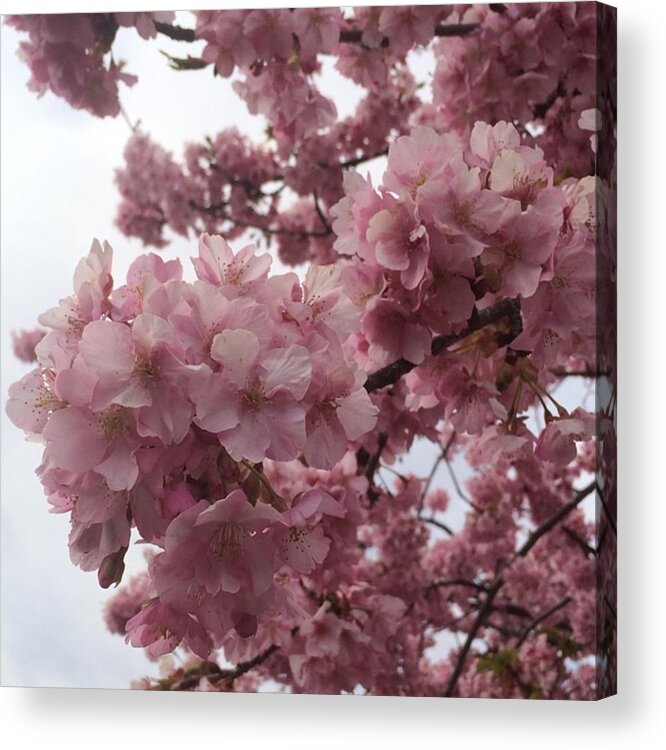 Cherryblossoms Acrylic Print featuring the photograph Sakura by Jun A