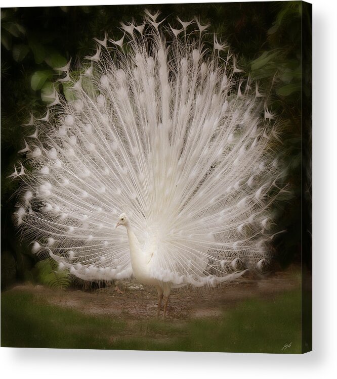 Albino Peacock Acrylic Print featuring the photograph Albino Peacock #1 by Joseph G Holland