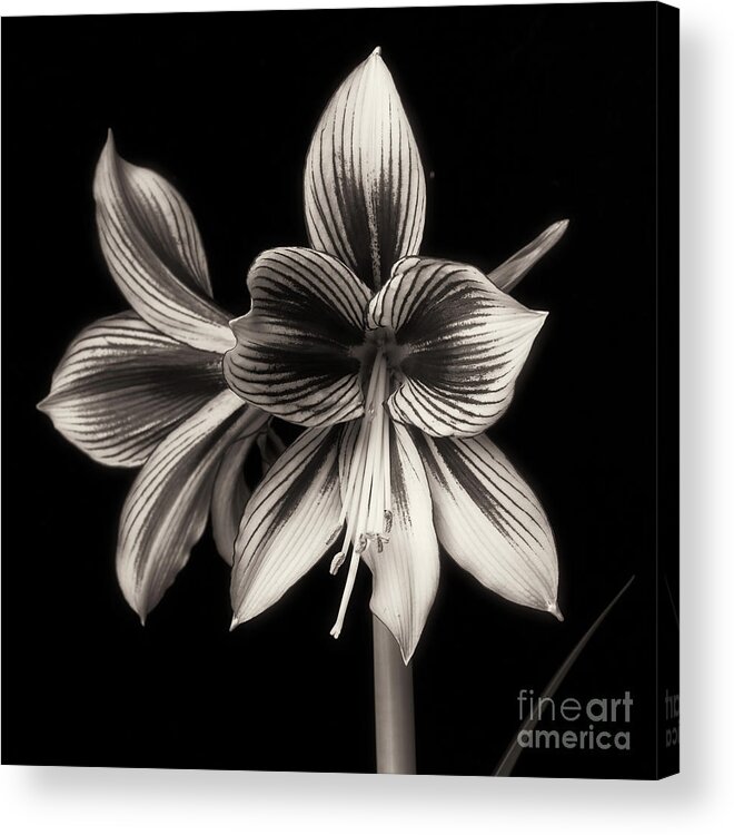 Amaryllis Acrylic Print featuring the photograph Amaryllis 'Papilio Improved' #1 by Ann Jacobson