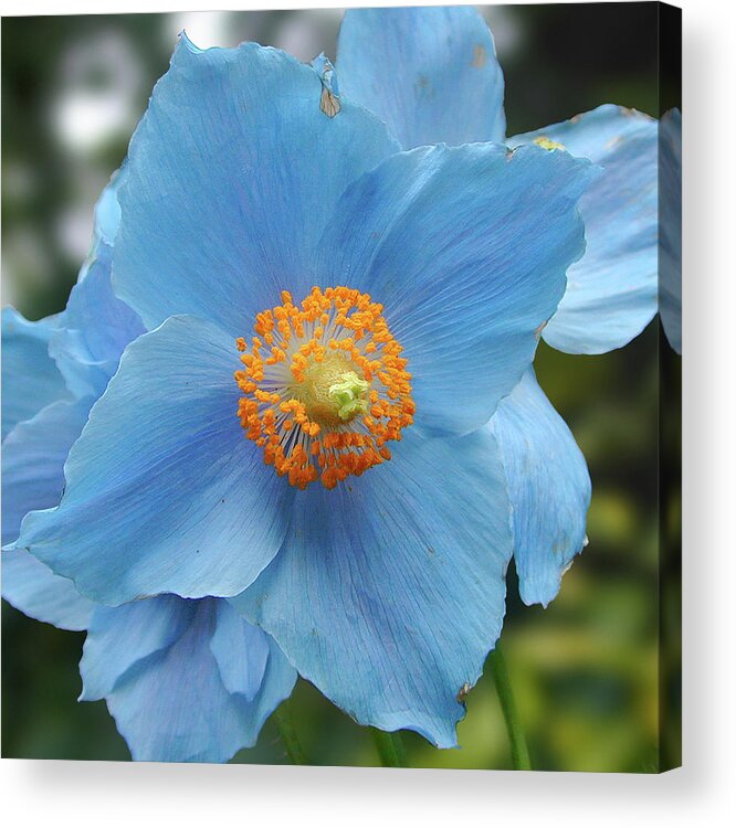 Blue Acrylic Print featuring the photograph Blue Flower, Butchart Gardens, Victoria BC Canada by Michael Bessler
