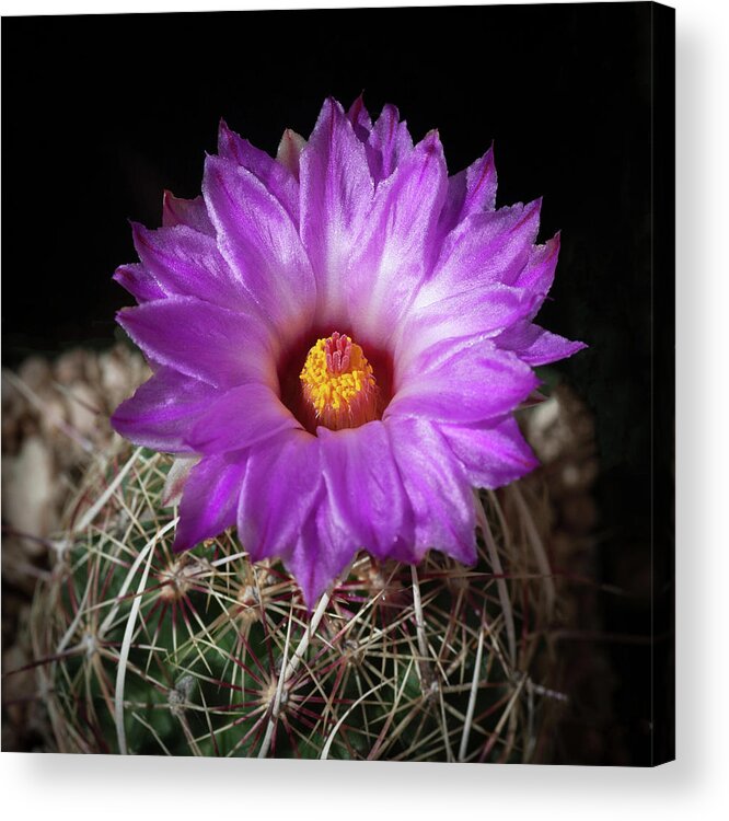 Cactus Acrylic Print featuring the photograph Cactus Flower #1 by Catherine Lau