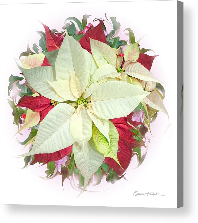 Holiday Acrylic Print featuring the photograph Congenial Poinsettias #1 by Bruce Frank