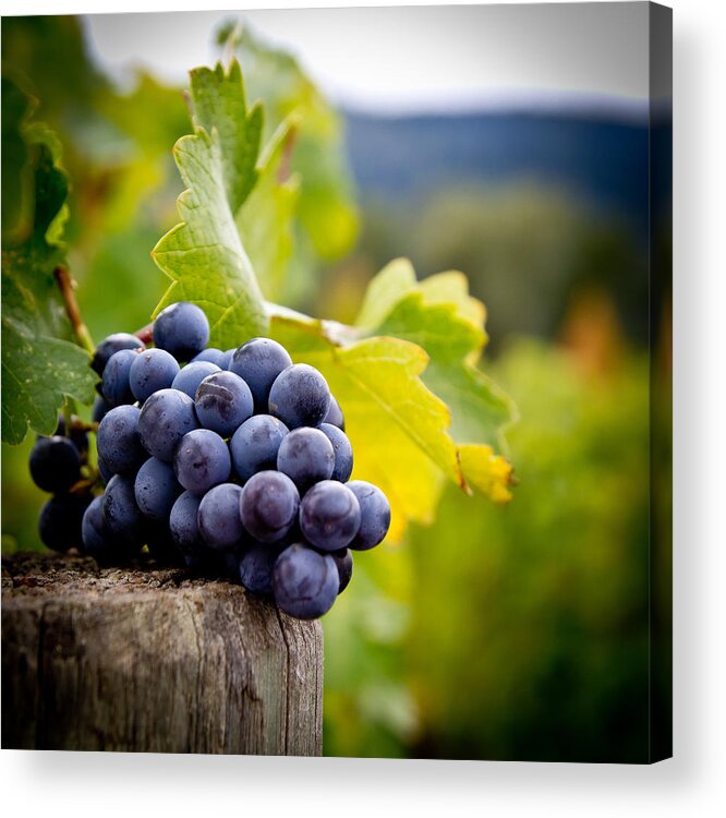 Vineyard Acrylic Print featuring the photograph Entitled #1 by Ryan Weddle